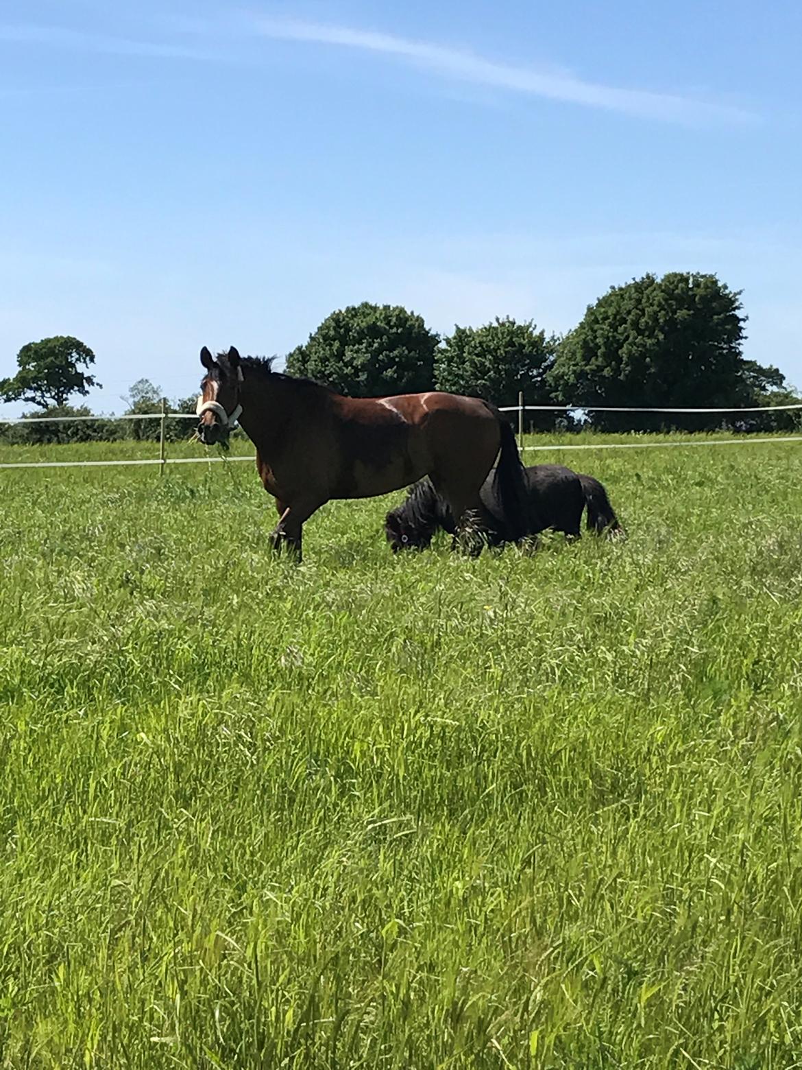 Dansk Varmblod Desire billede 25