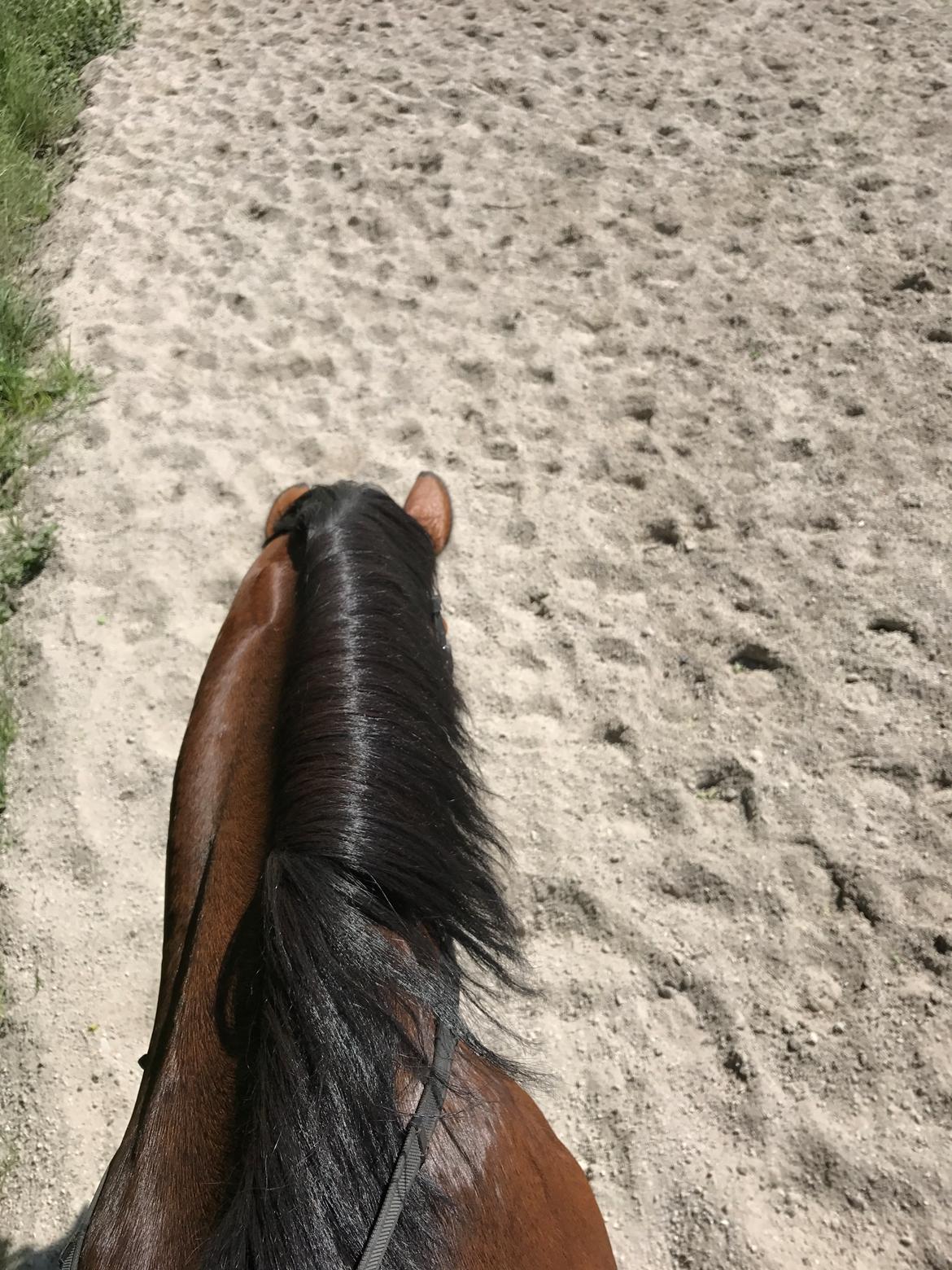 Dansk Varmblod Desire billede 26