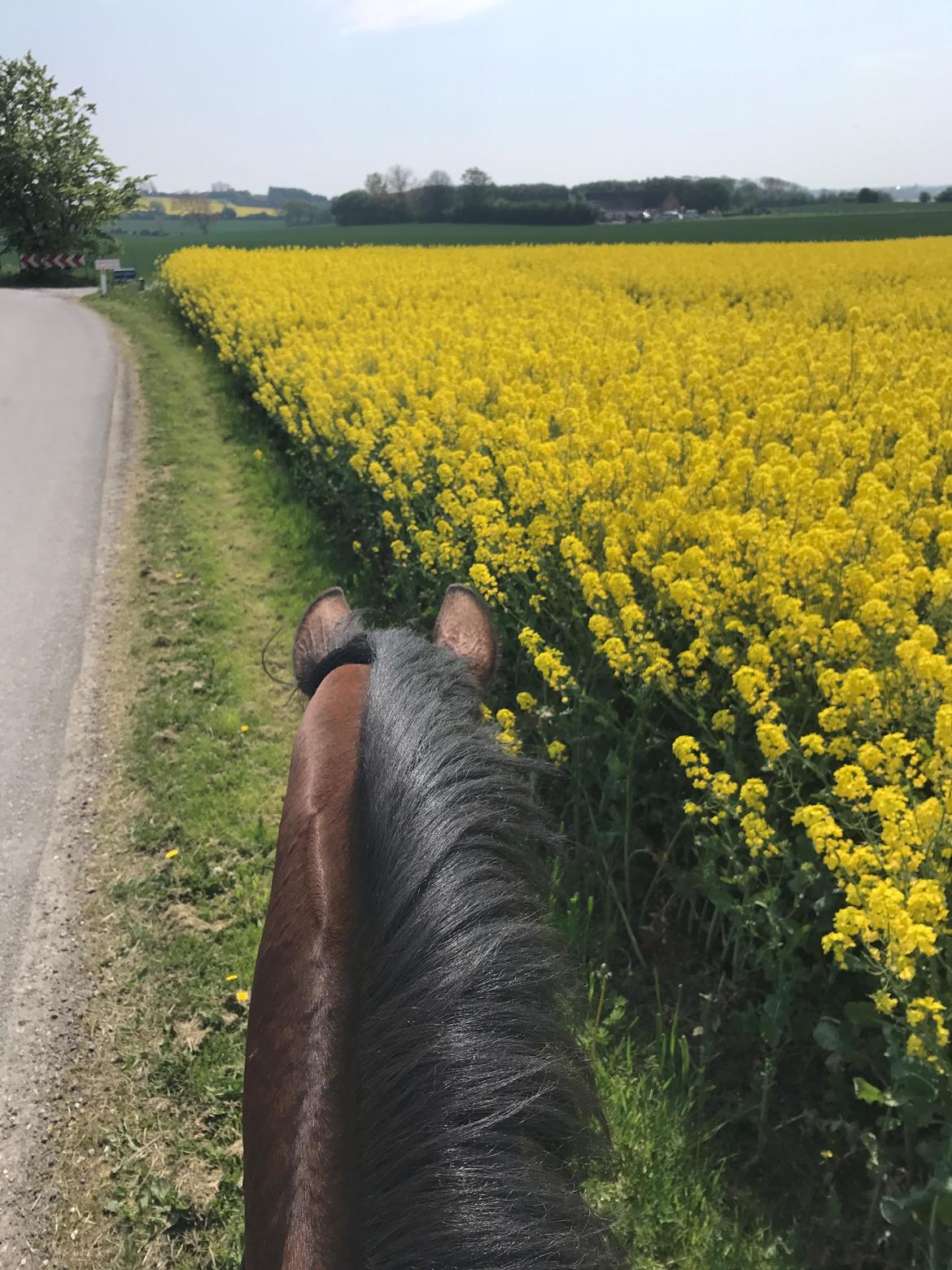 Dansk Varmblod Desire billede 27