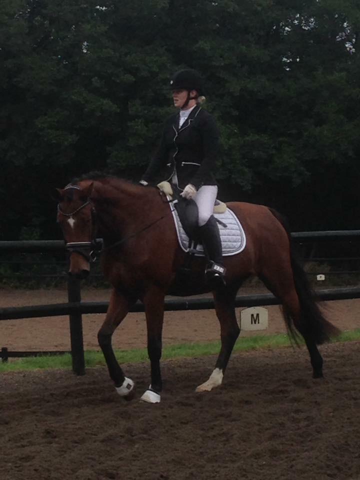 Dansk Varmblod Desire billede 28