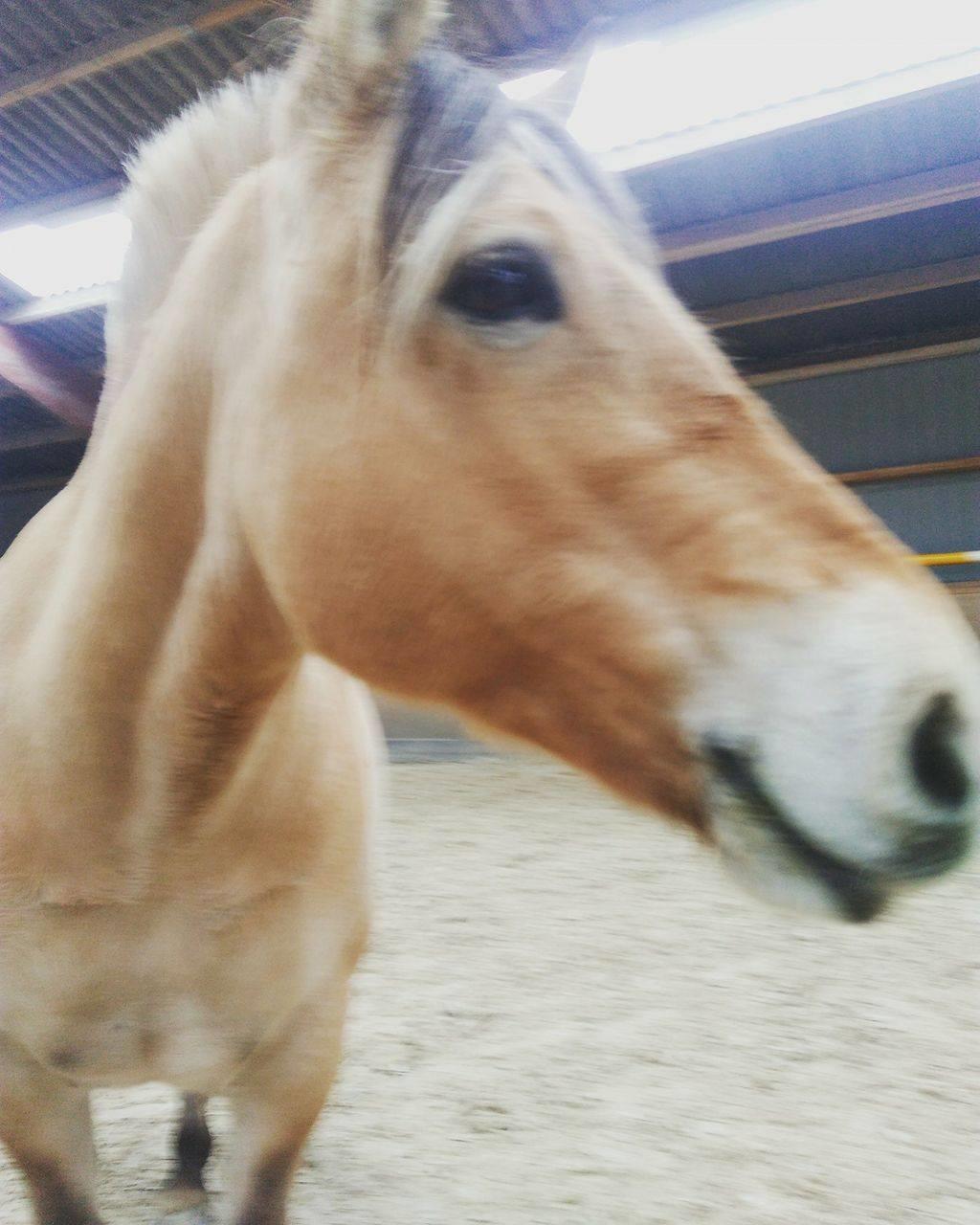 Fjordhest Gitte  billede 2