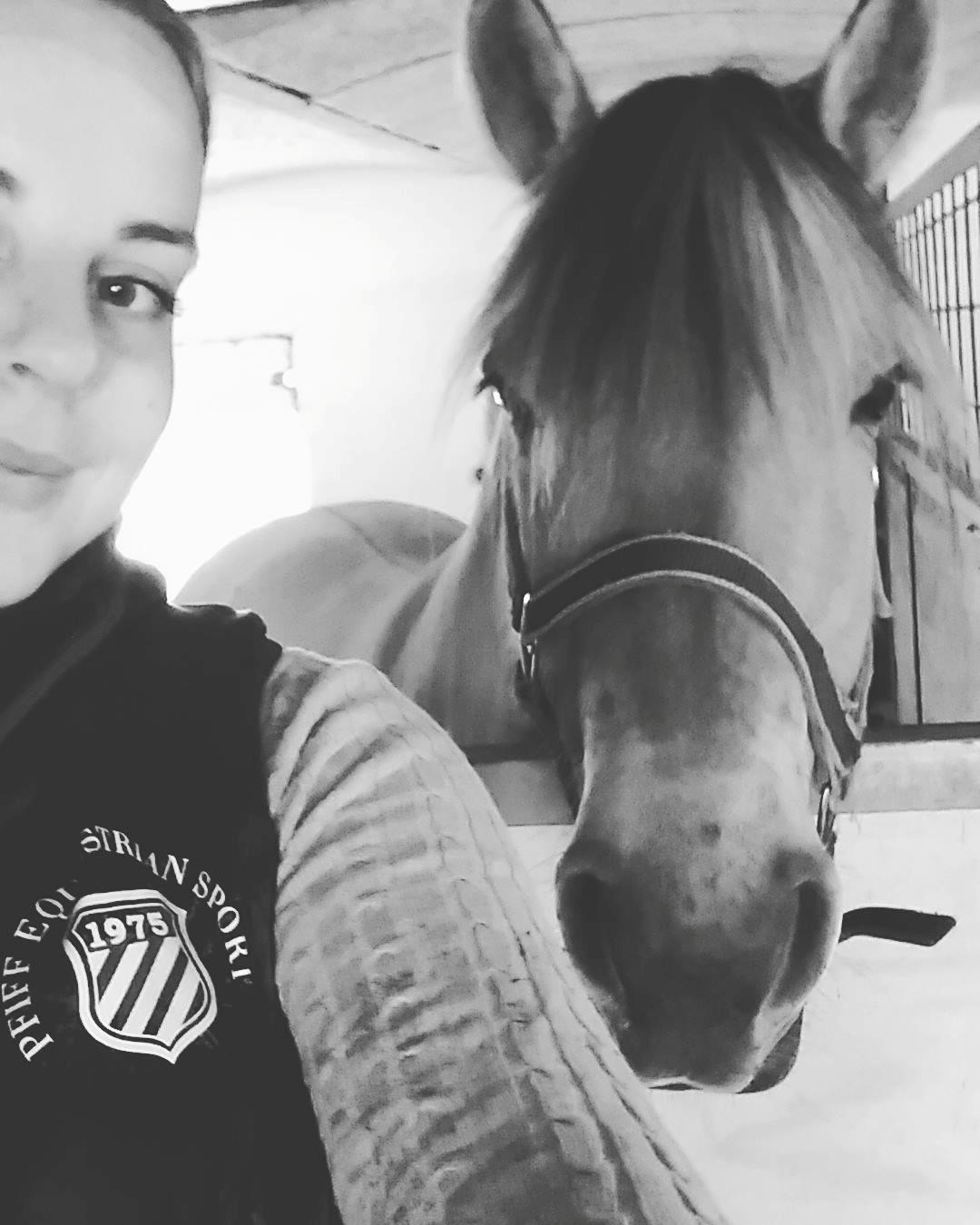 Fjordhest Gitte  billede 3