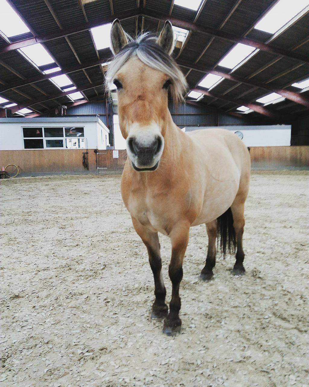 Fjordhest Gitte  billede 4