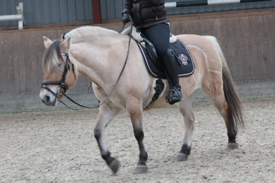 Fjordhest Gitte  billede 5