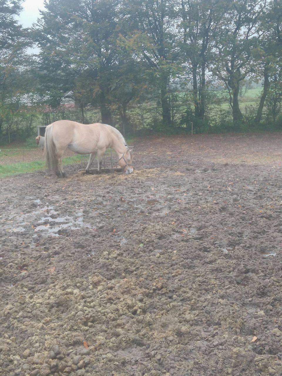 Fjordhest Gitte  billede 6