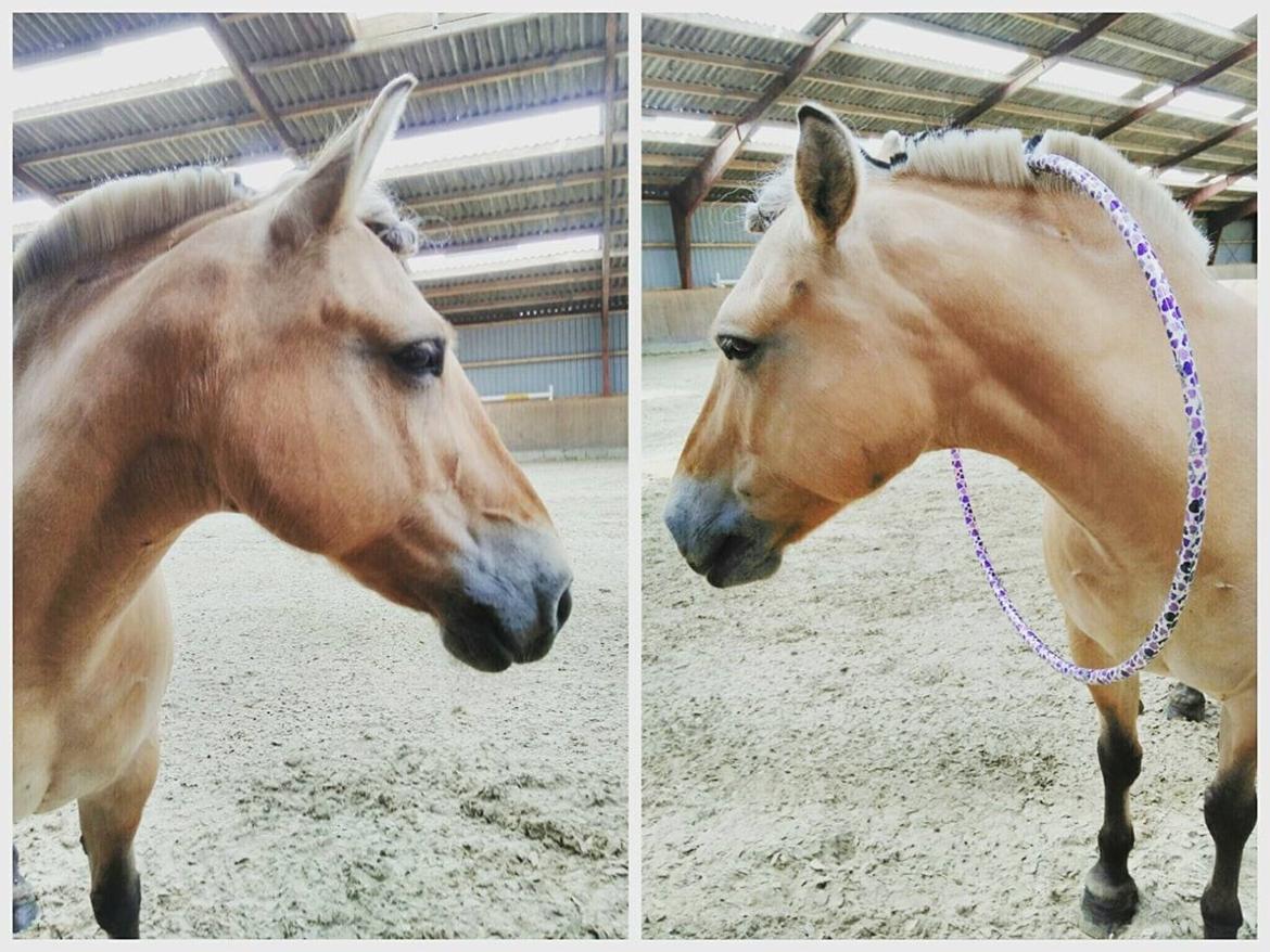 Fjordhest Gitte  - Hun siger ingen ting til at have en hulahop rig på :D  billede 8