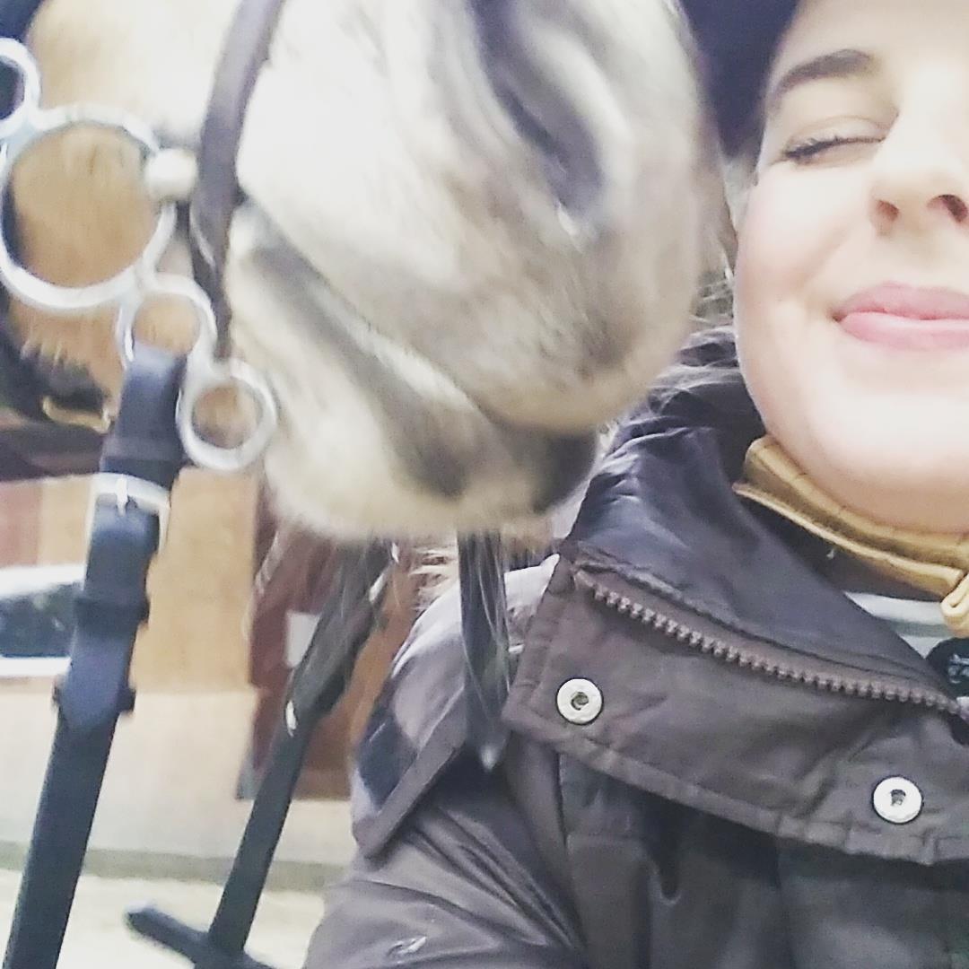 Fjordhest Gitte  billede 9