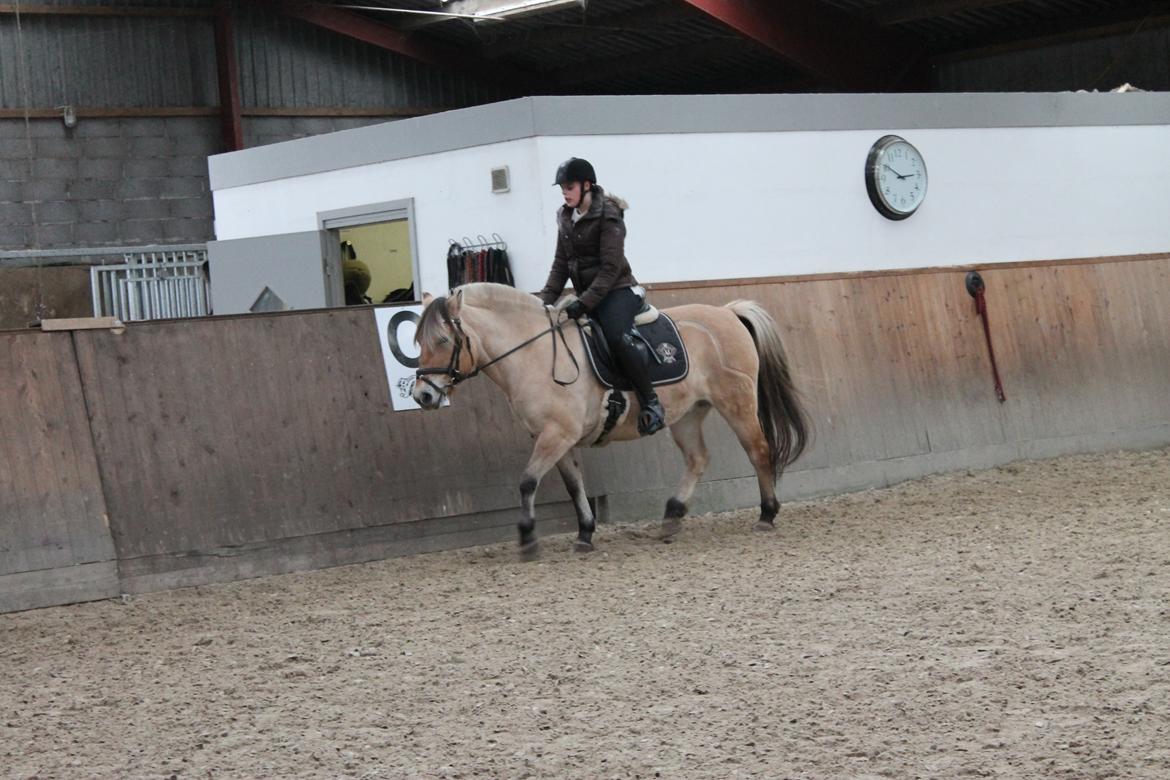 Fjordhest Gitte  billede 10