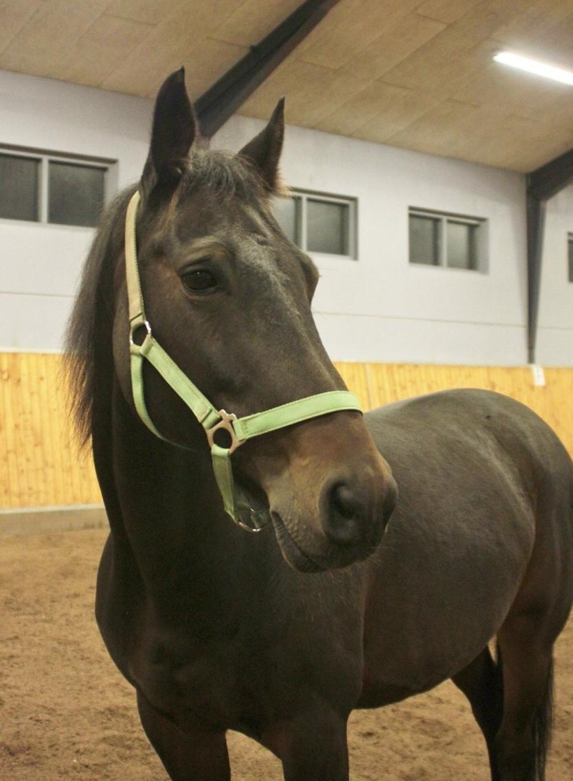 DSP - Buegårds Saturn billede 7