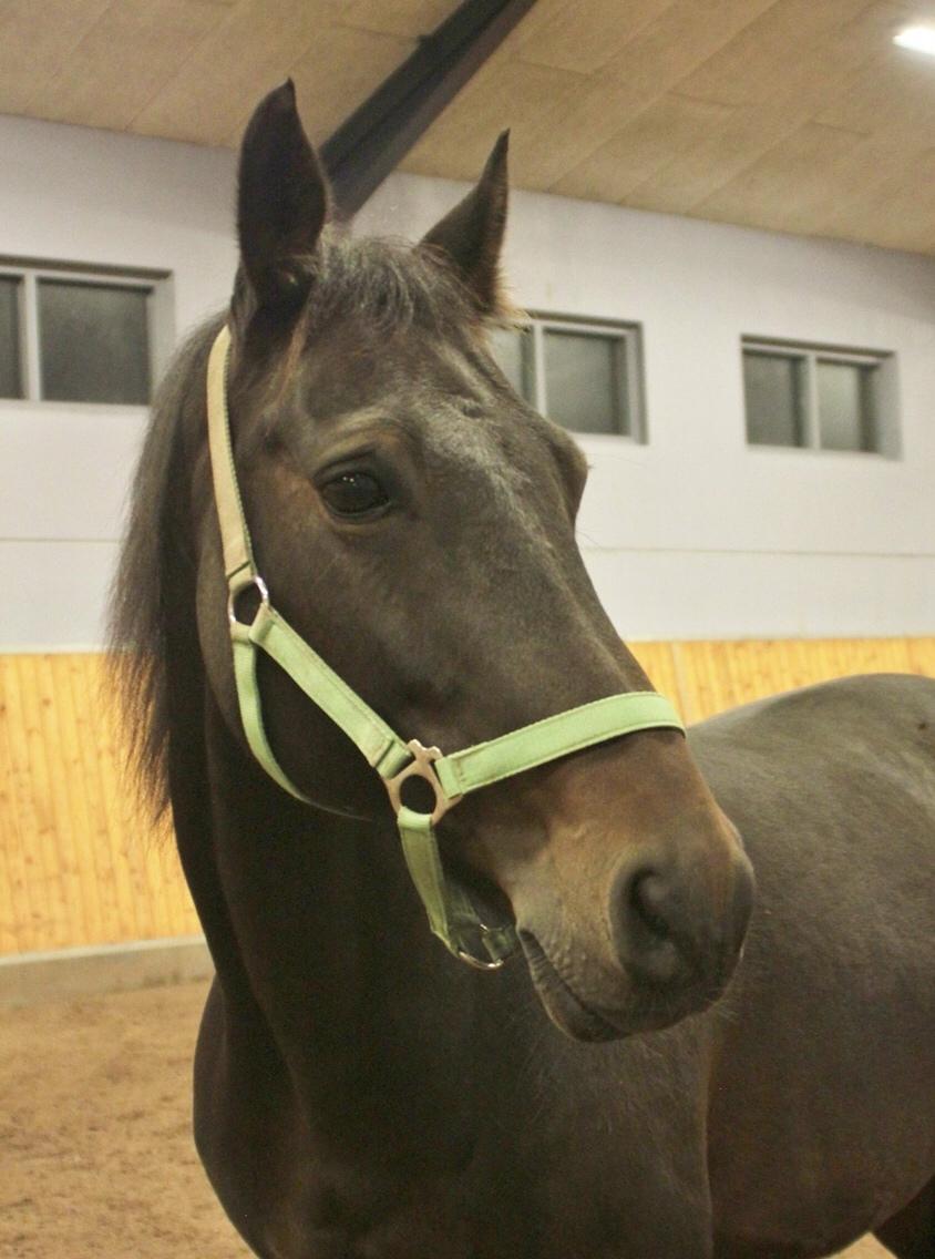 DSP - Buegårds Saturn billede 8