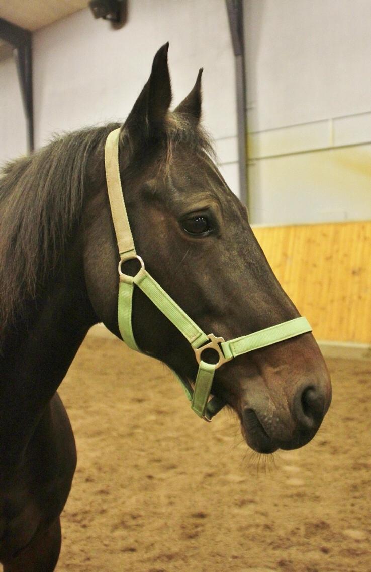 DSP - Buegårds Saturn billede 10