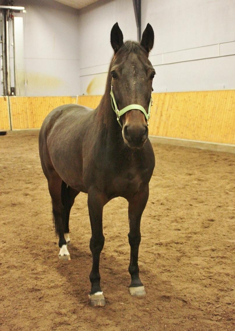 DSP - Buegårds Saturn billede 12