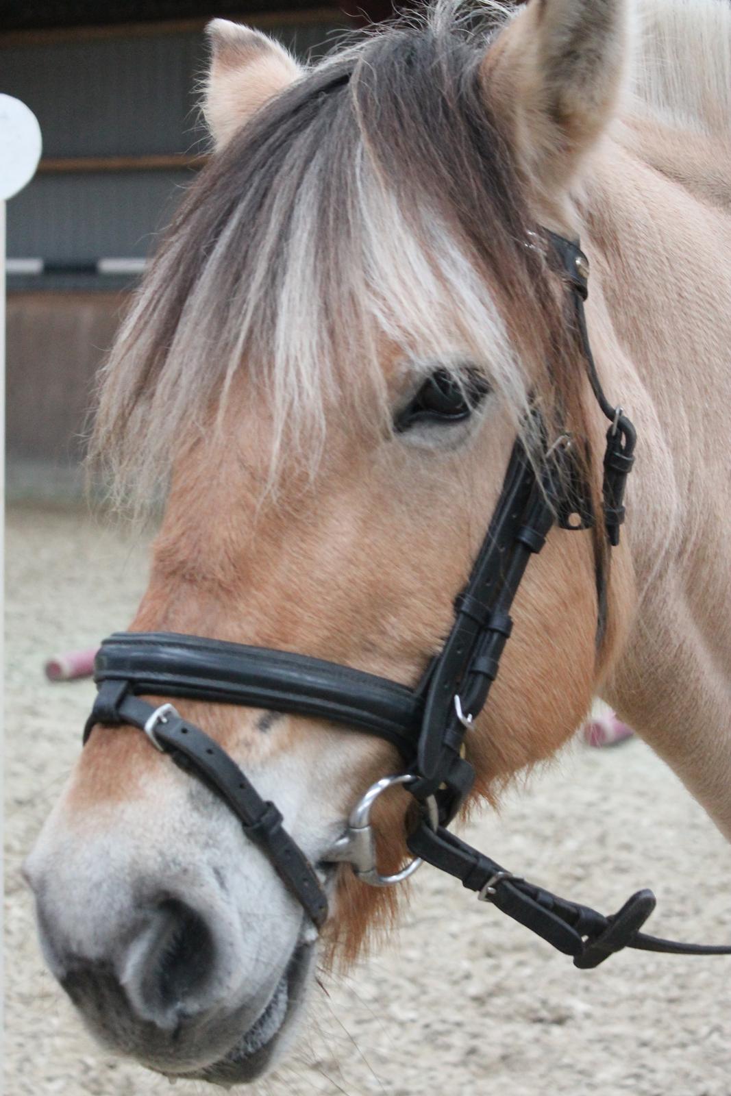 Fjordhest Gitte  billede 11