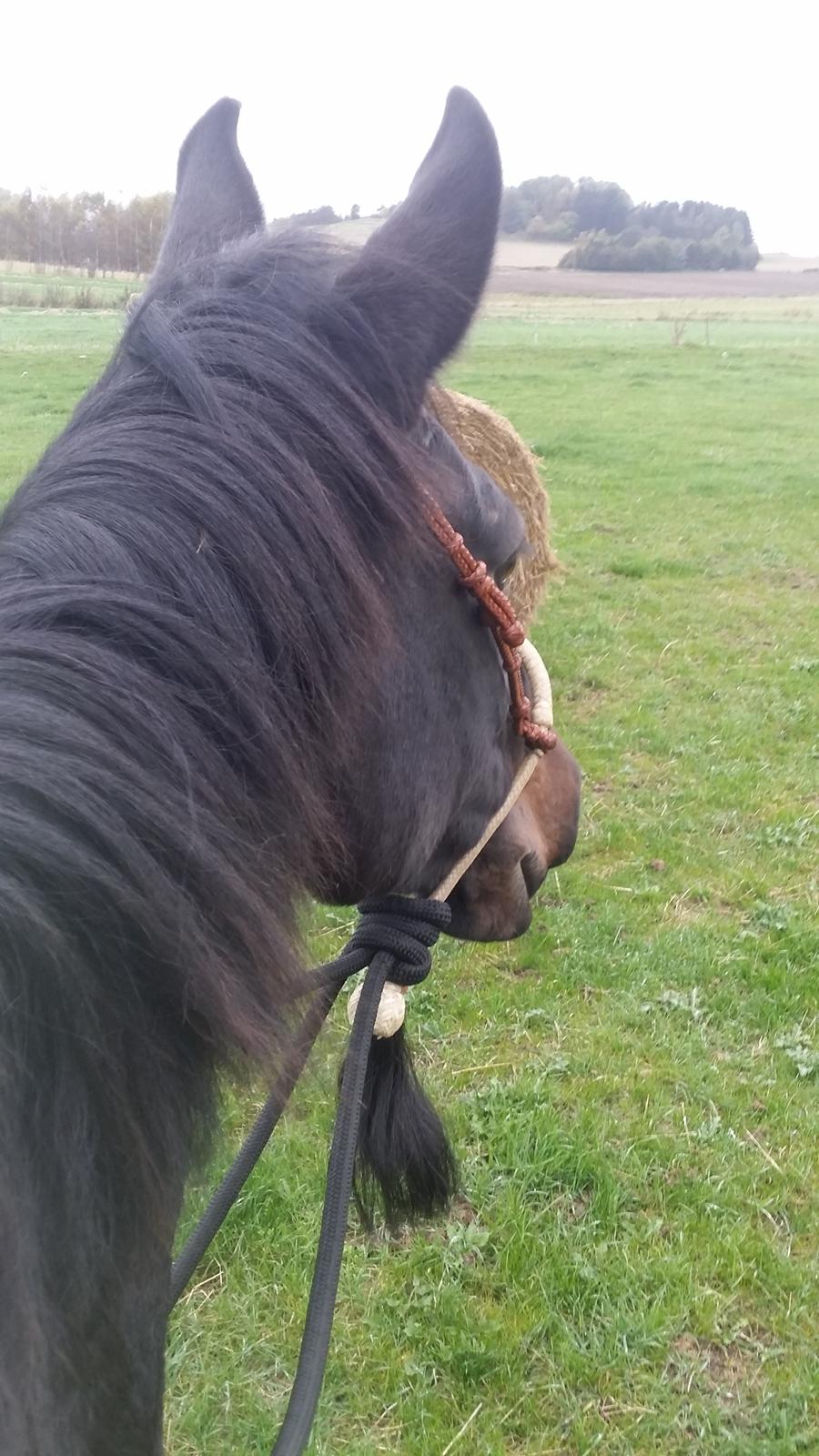 Dansk Varmblod °Cheila Skovly° billede 5