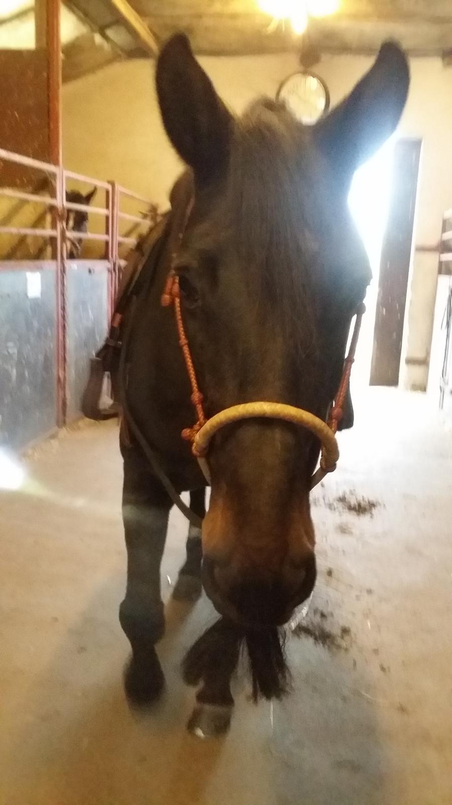 Dansk Varmblod °Cheila Skovly° billede 15