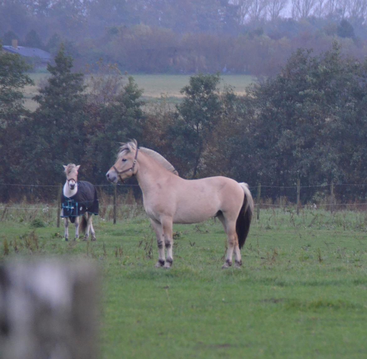 Fjordhest Birkens Rudolf billede 13