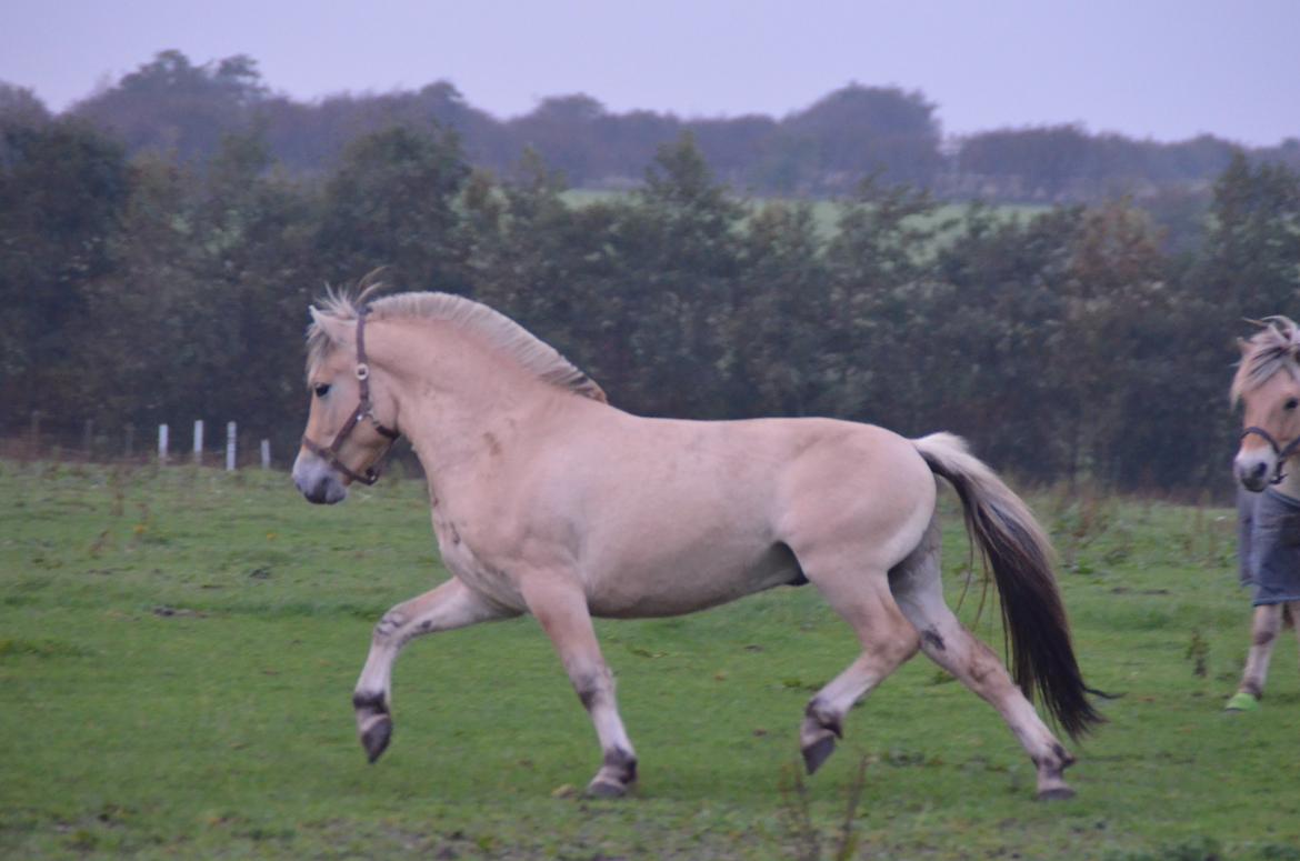 Fjordhest Birkens Rudolf billede 4