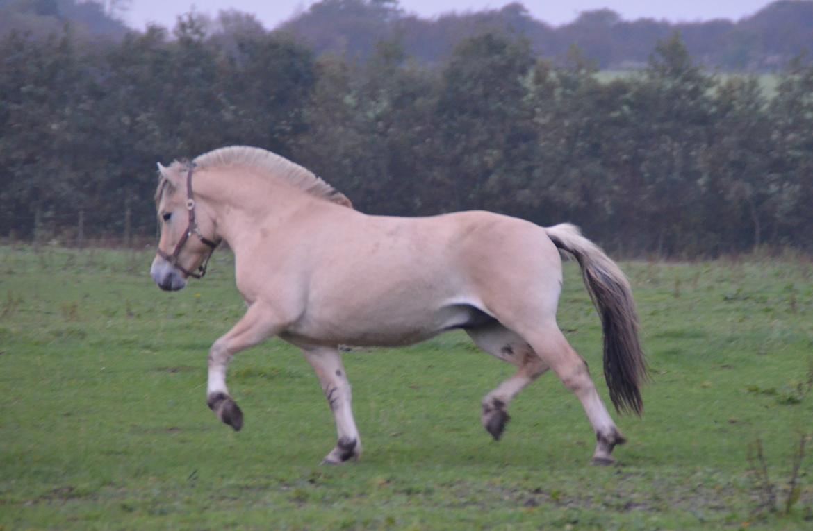 Fjordhest Birkens Rudolf billede 16