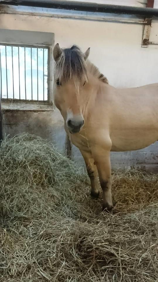 Fjordhest Birkens Rudolf - Velkommen til Ruffe's profil (: billede 9