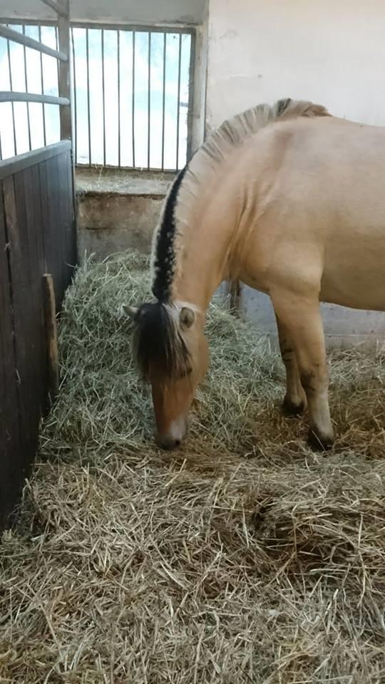 Fjordhest Birkens Rudolf billede 12