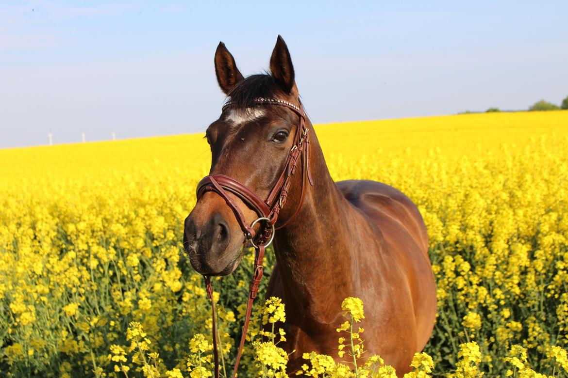 DSP Præst's zedan billede 14