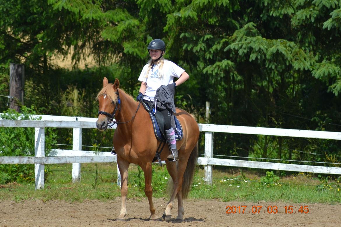 DSP Stejlbjerggårds zefyr billede 1