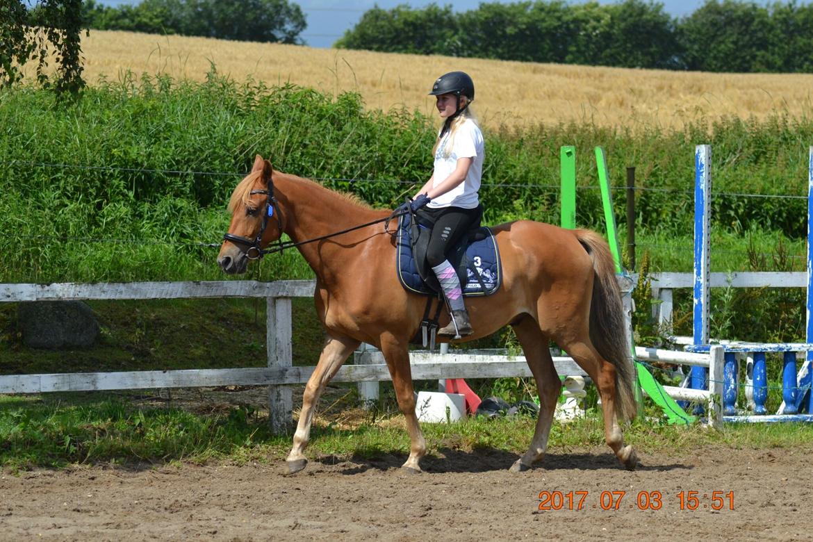 DSP Stejlbjerggårds zefyr billede 3