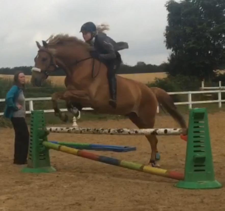 DSP Stejlbjerggårds zefyr billede 4