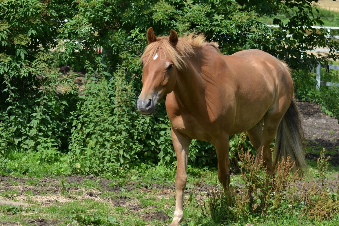 DSP Stejlbjerggårds zefyr billede 5