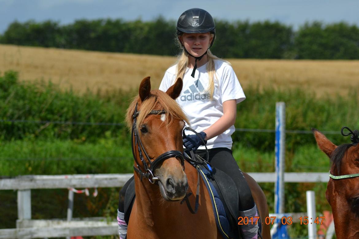 DSP Stejlbjerggårds zefyr billede 6