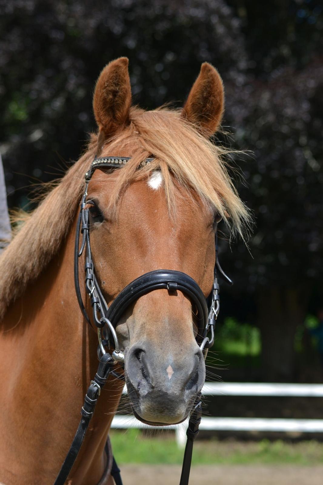 DSP Stejlbjerggårds zefyr billede 7