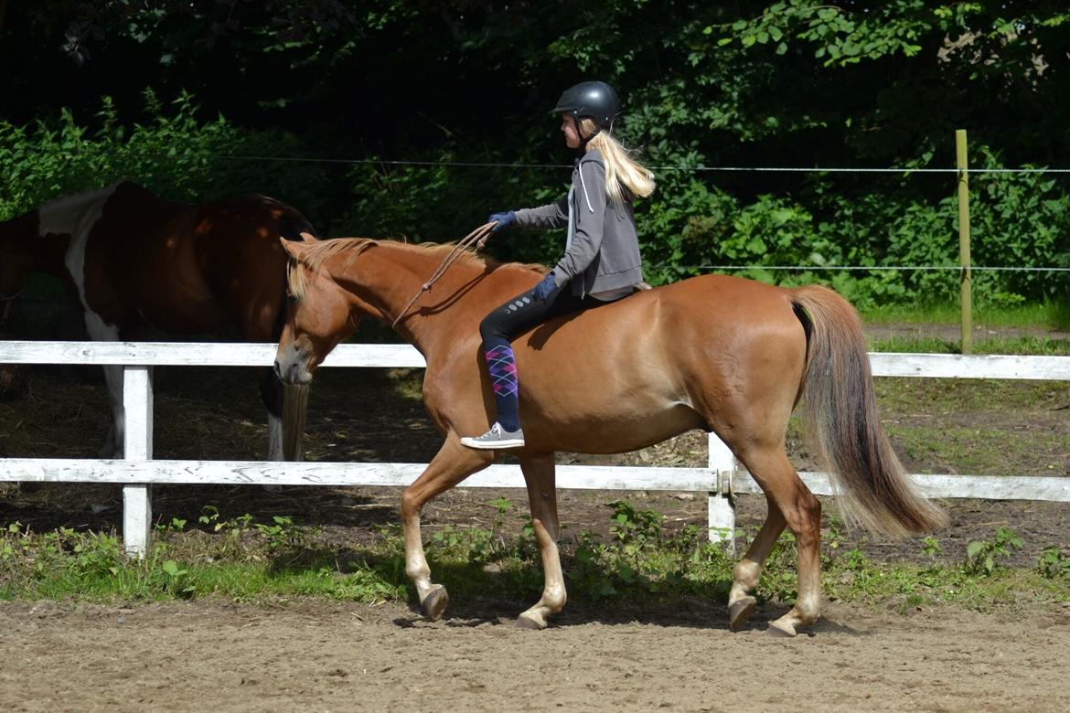 DSP Stejlbjerggårds zefyr billede 8