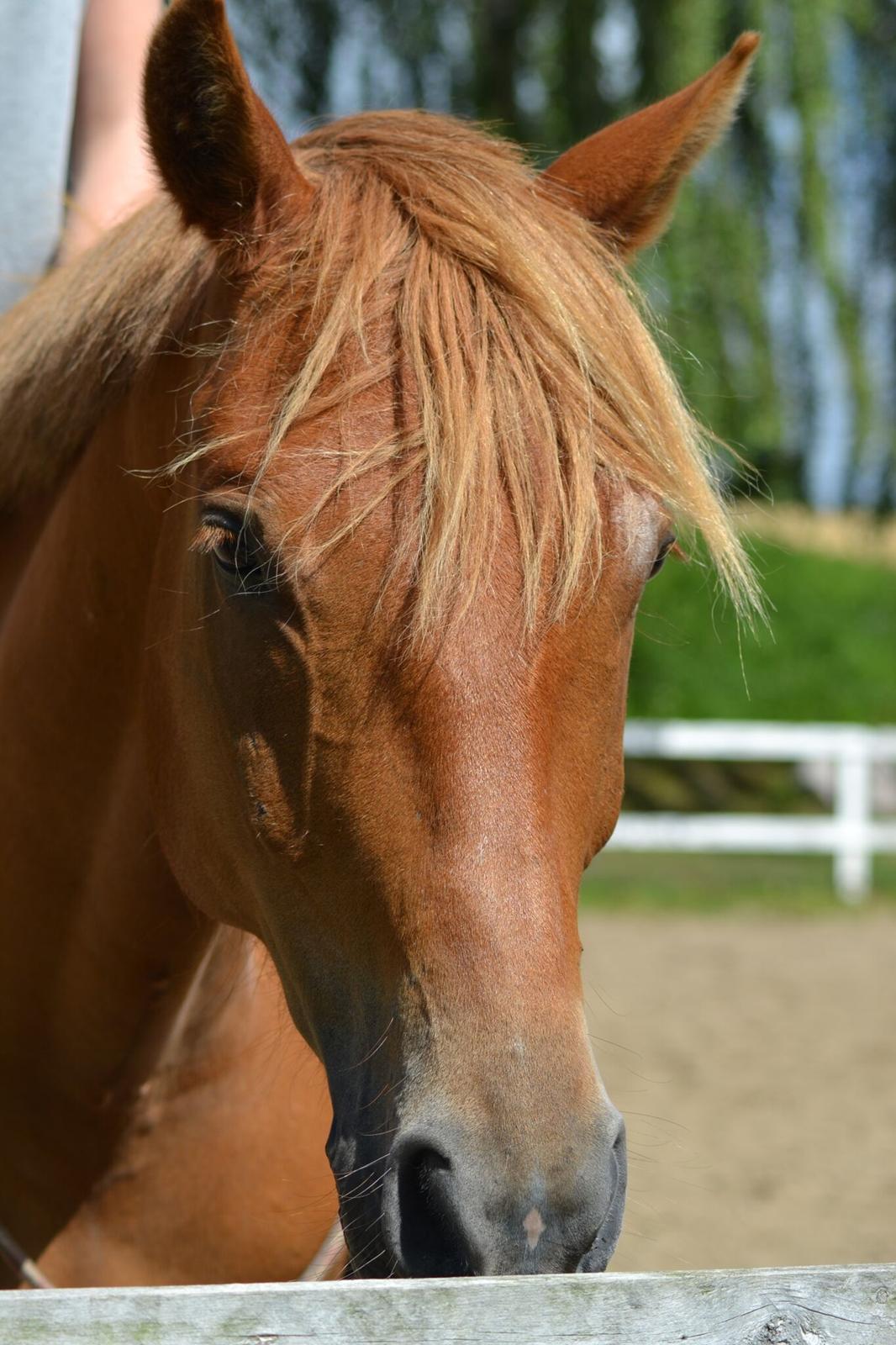 DSP Stejlbjerggårds zefyr billede 9