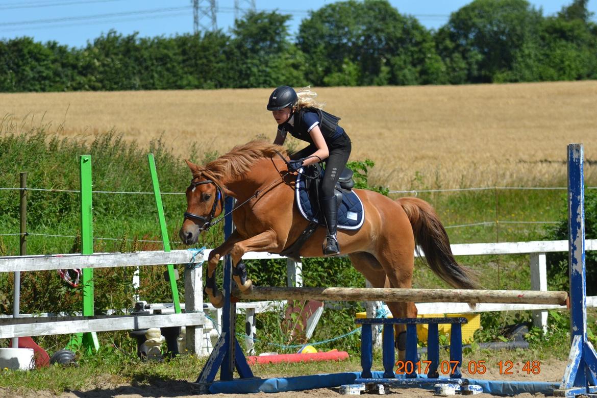 DSP Stejlbjerggårds zefyr billede 10