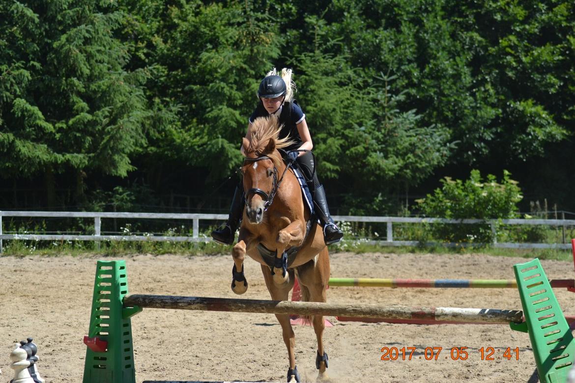 DSP Stejlbjerggårds zefyr billede 11