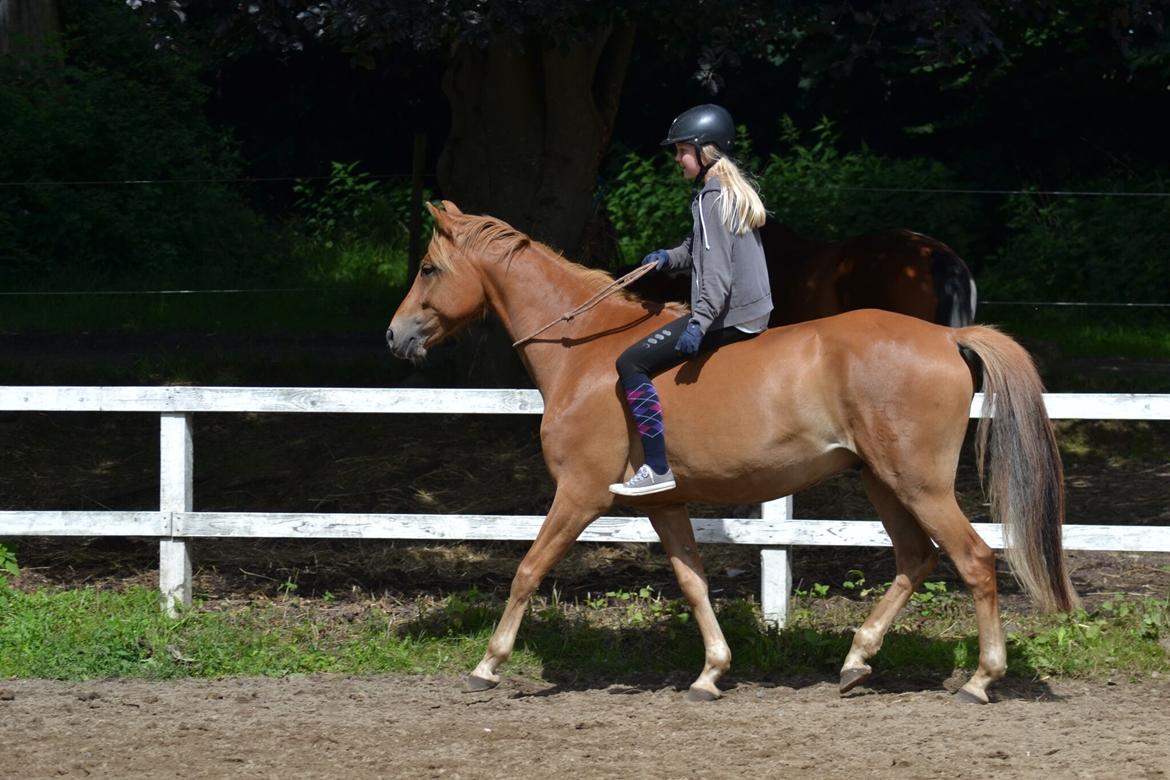 DSP Stejlbjerggårds zefyr billede 12