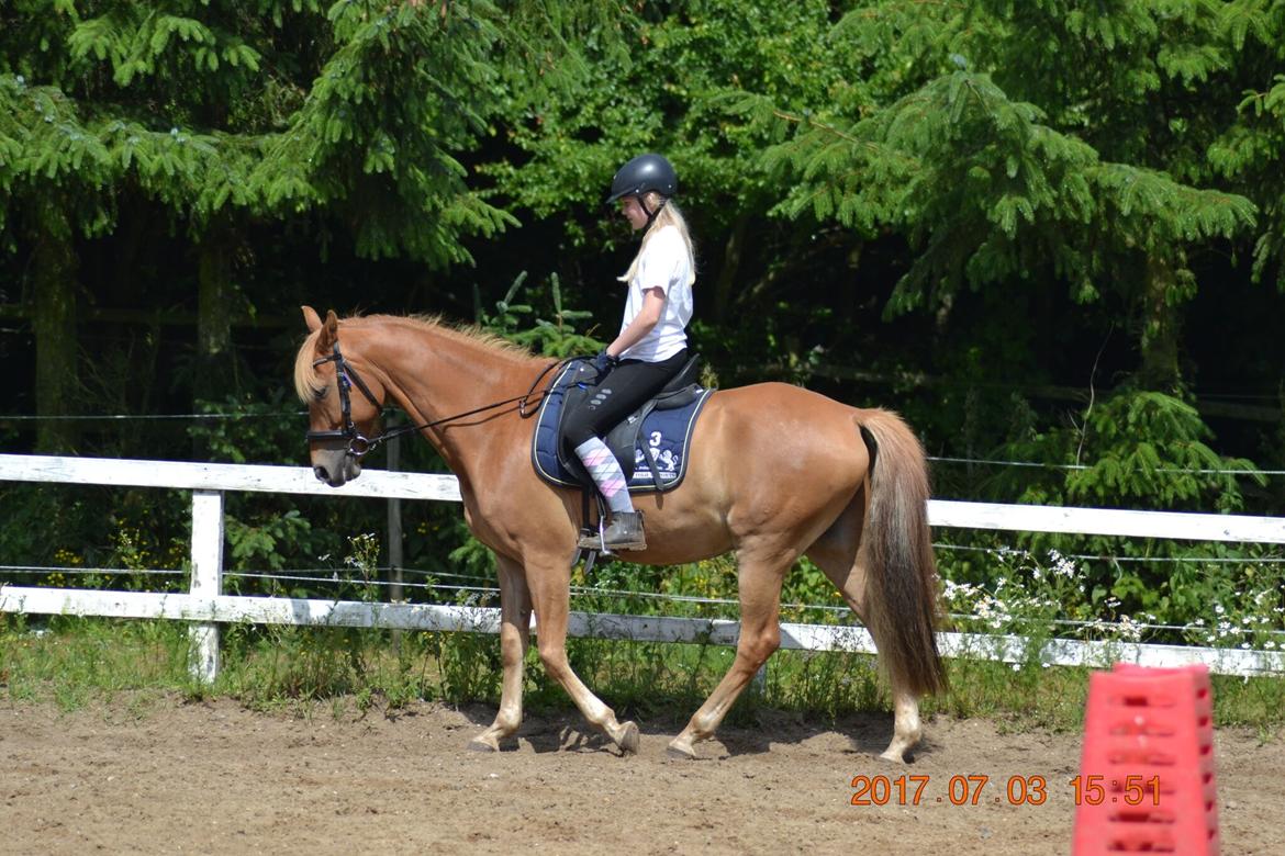 DSP Stejlbjerggårds zefyr billede 2