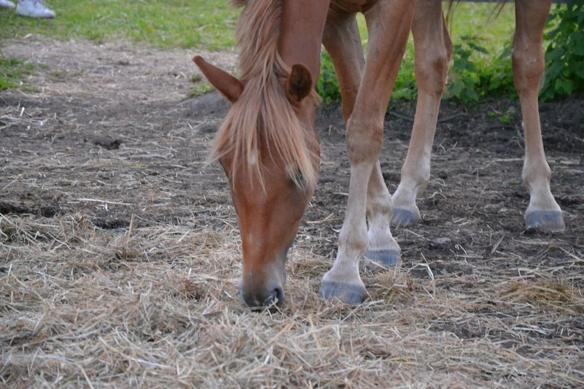 DSP Stejlbjerggårds zefyr billede 14