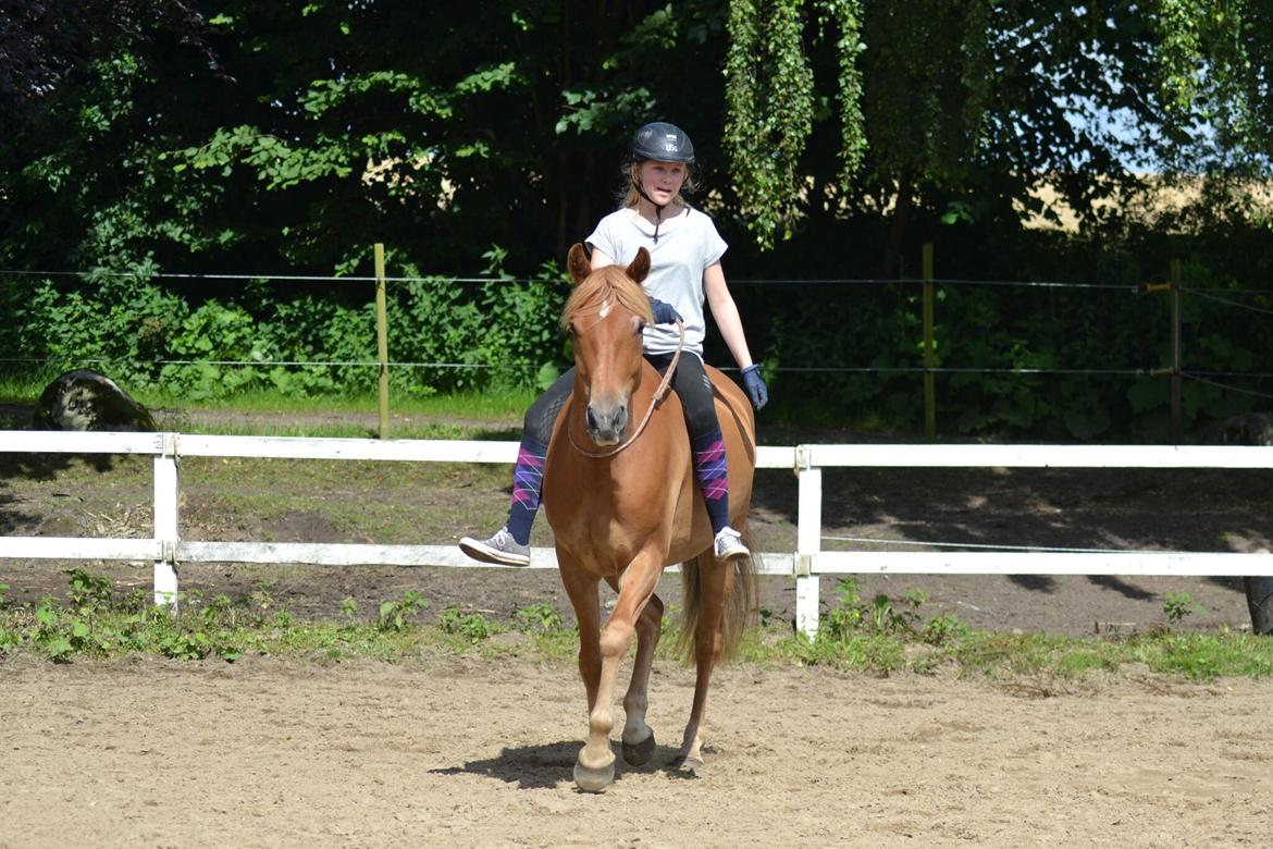 DSP Stejlbjerggårds zefyr billede 15