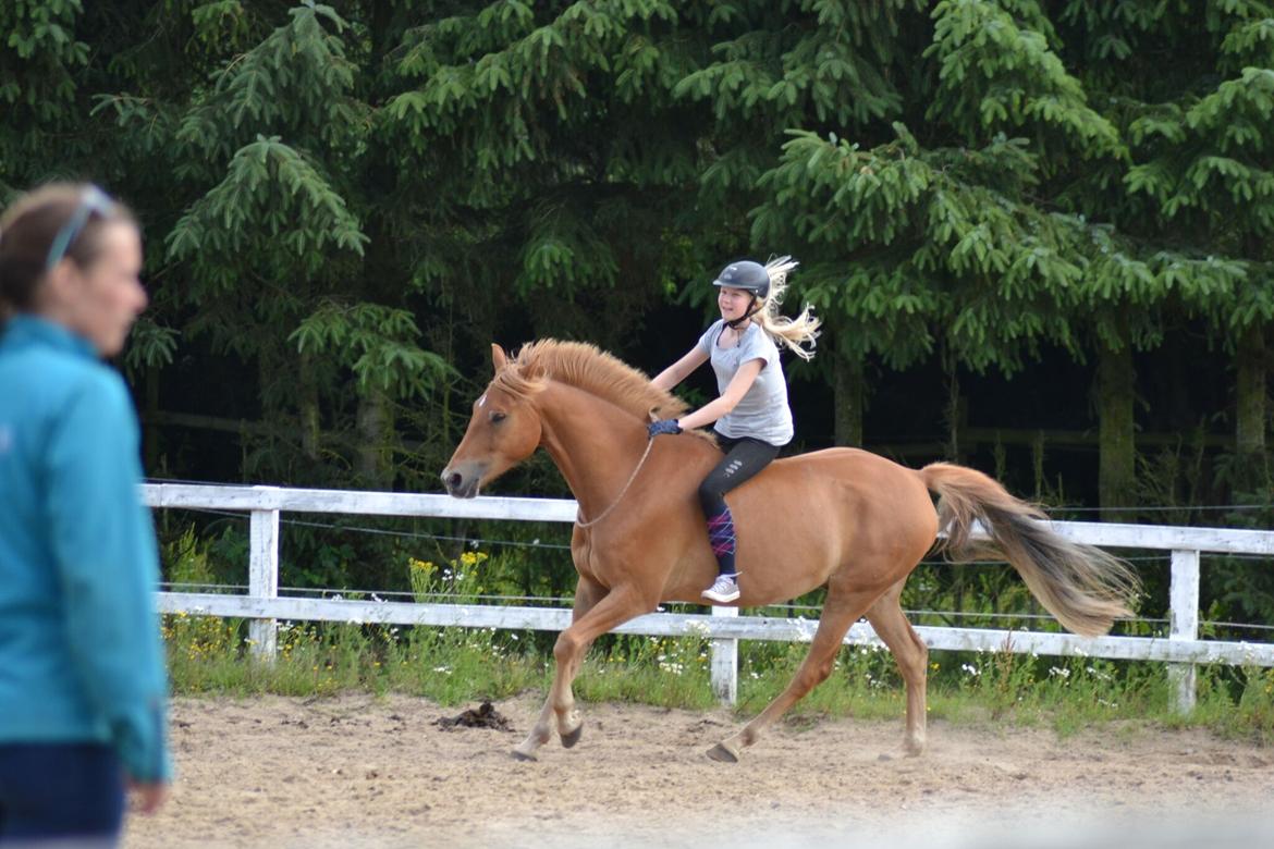 DSP Stejlbjerggårds zefyr billede 13