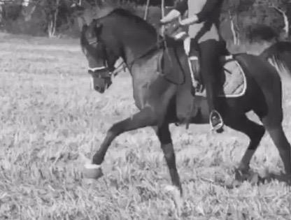 Arabisk fuldblod (OX) RAINMANN OX  billede 5