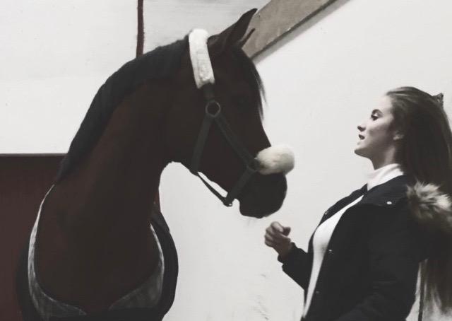 Arabisk fuldblod (OX) RAINMANN OX  - Sidste dag.. billede 19