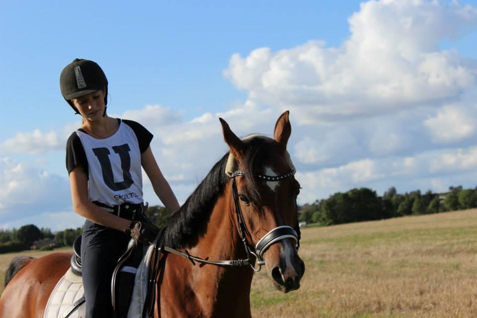 Arabisk fuldblod (OX) RAINMANN OX  - 2014 billede 11