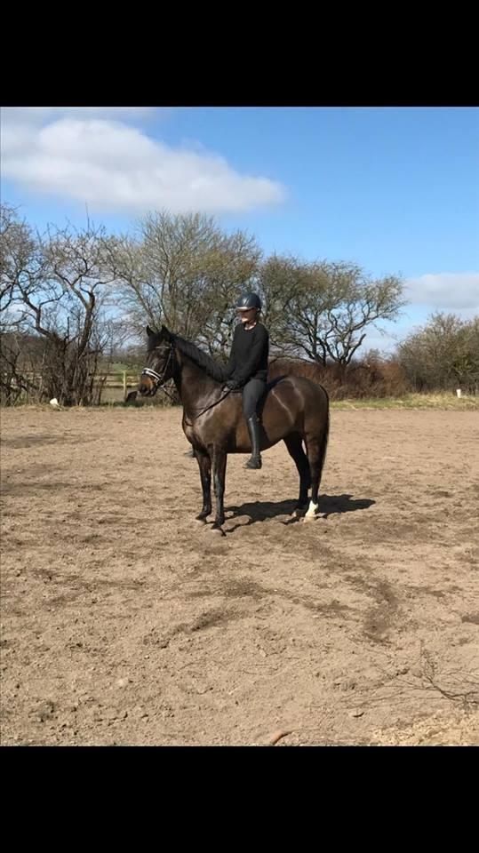 New Forest Lundemarksgårds Prada - Prada og jeg, lidt hygge uden sadel. billede 1