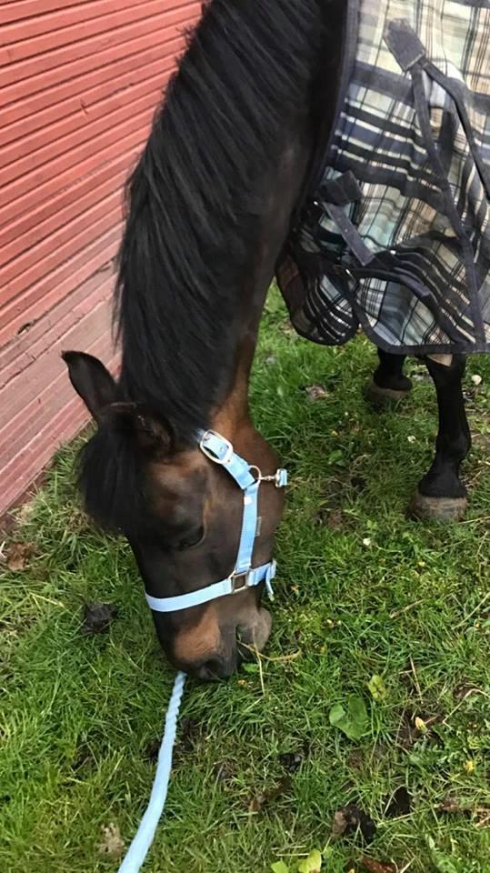 New Forest Lundemarksgårds Prada billede 4