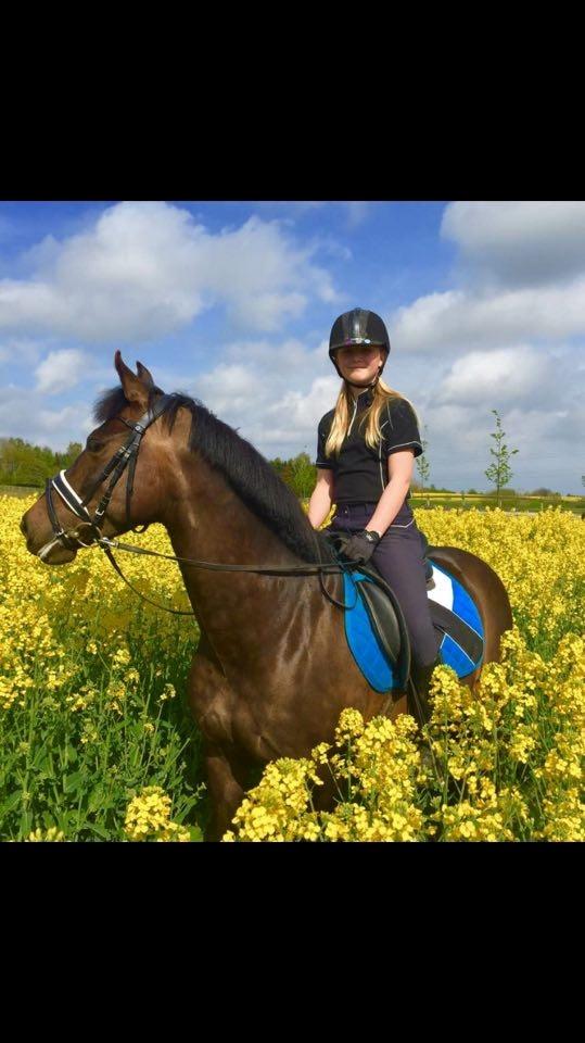 New Forest Lundemarksgårds Prada - Prada og min part Victoria.  billede 5