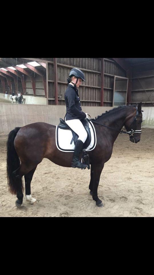 New Forest Lundemarksgårds Prada - Prada og min part Victoria til dressurstævne på Birkerød.  billede 6