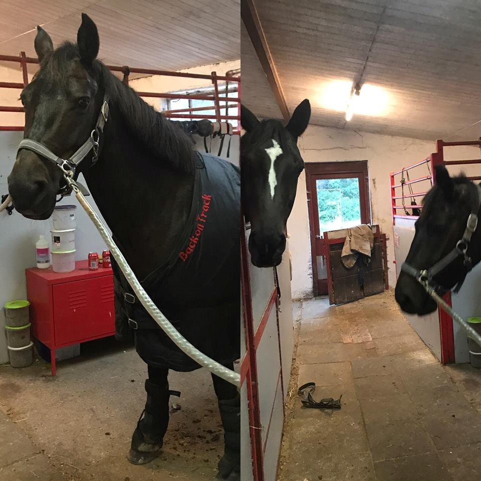 New Forest Lundemarksgårds Prada - Prada med back on track efter hård træning, og maddie min store fuldblod/trakhener i baggrunden billede 7