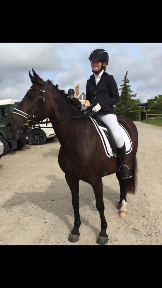 New Forest Lundemarksgårds Prada - Smukke Prada til stævne.  billede 12