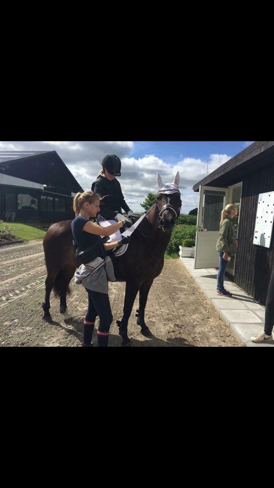 New Forest Lundemarksgårds Prada - Prada, Victoria og jeg gennemgår springbanen på NSR. billede 14